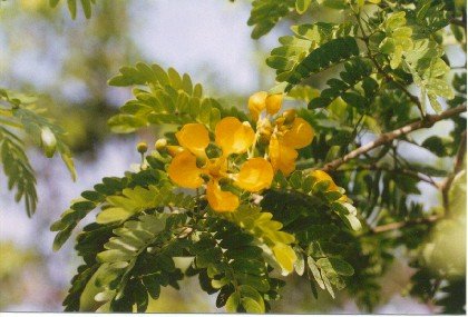 Bulnesia arborea- Verawood Tree.jpg